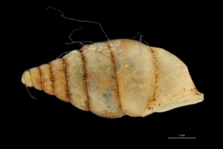 BE-RBINS-INV HOLOTYPE MT 197 Diplommatina (Diplommatina) frumentumLATERAL ZS DMap Scaled.jpg