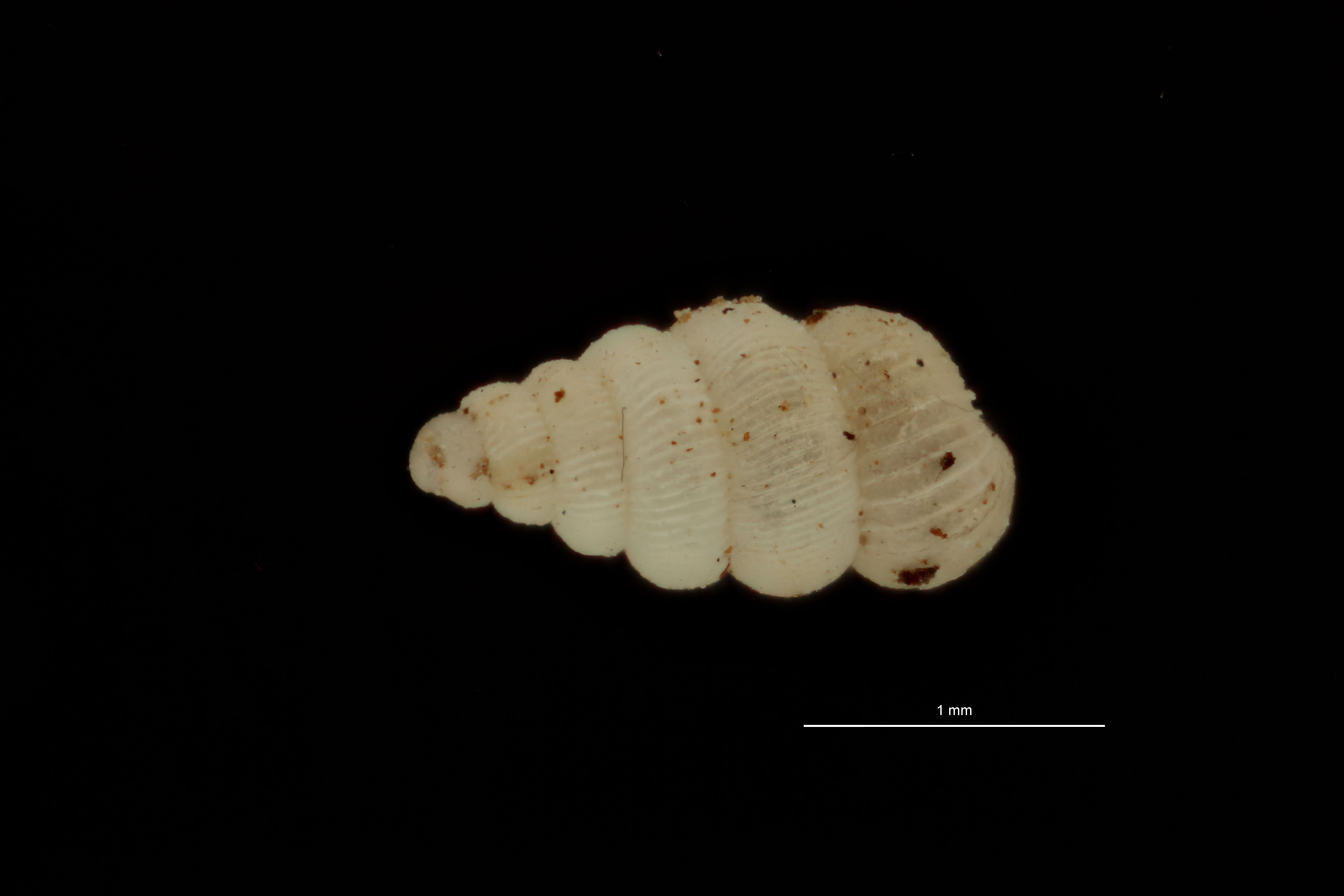 BE-RBINS-INV PARATYPE MT 1060 Diplommatina (Sinica) floris DORSAL.jpg
