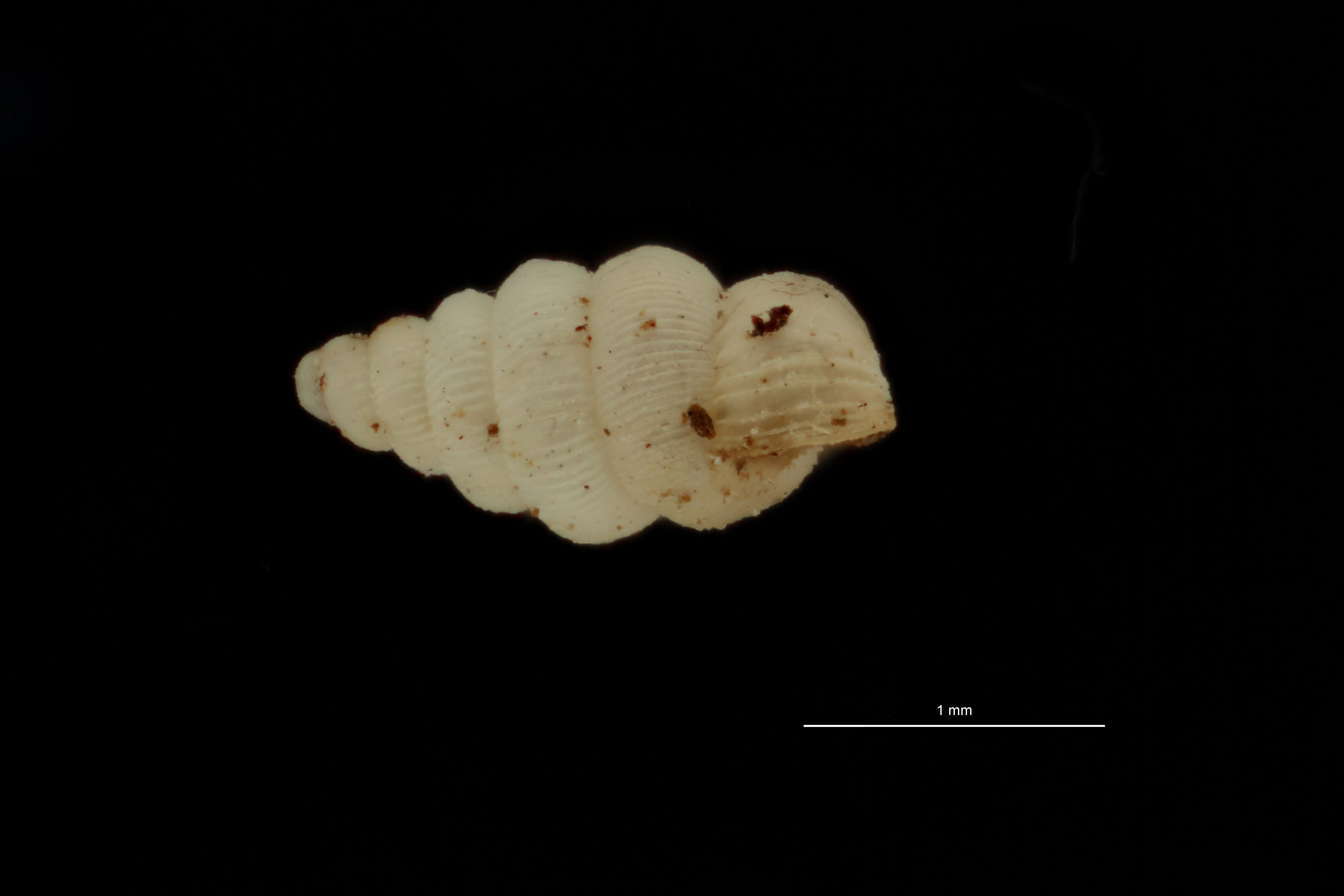 BE-RBINS-INV PARATYPE MT 1060 Diplommatina (Sinica) floris LATERAL.jpg