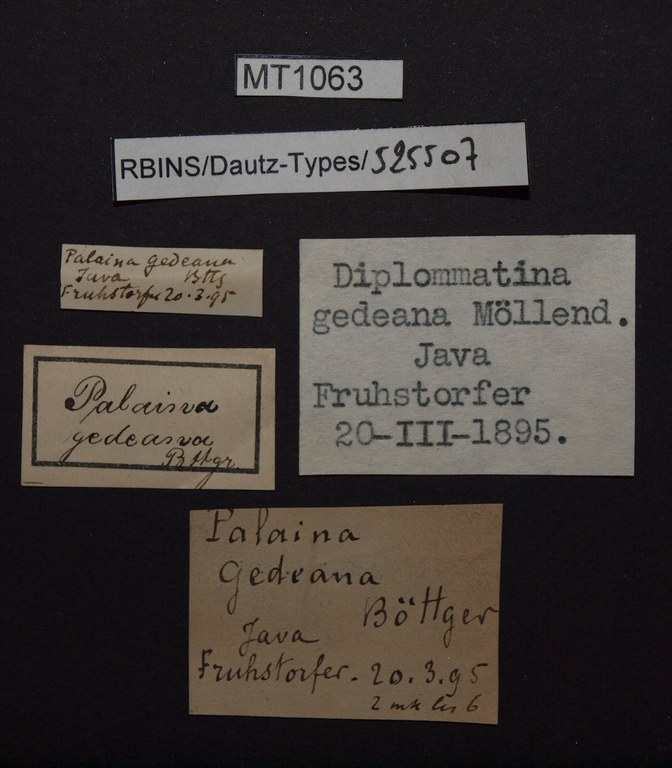 BE-RBINS-INV PARATYPE MT 1063 Diplommatina gedeana LABELS.jpg