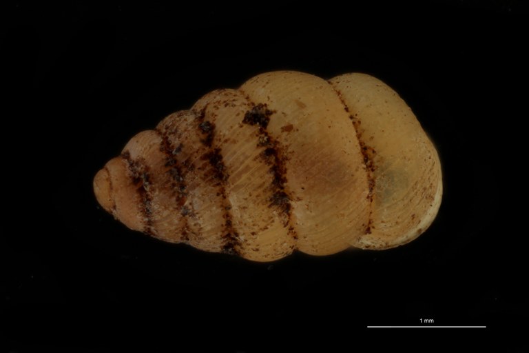 BE-RBINS-INV PARATYPE MT 1065 Diplommatina (Sinica) gibbera dorsal.jpg
