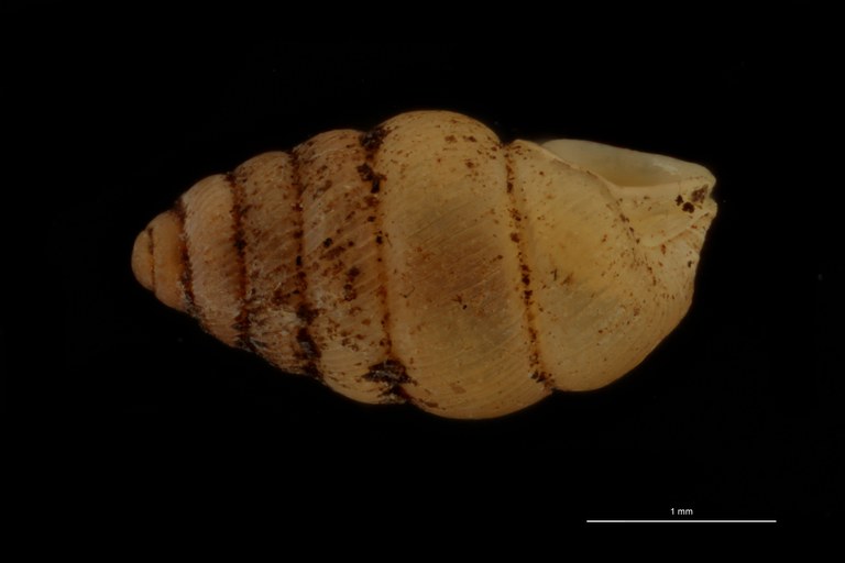 BE-RBINS-INV PARATYPE MT 1065 Diplommatina (Sinica) gibbera LATERAL.jpg