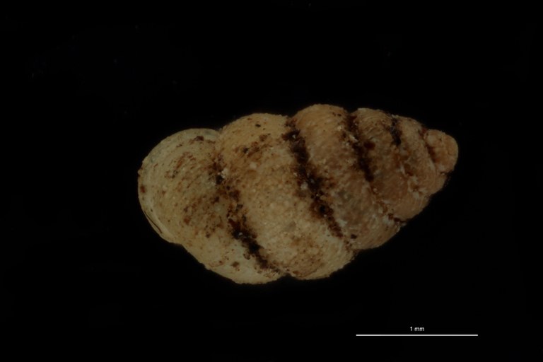 BE-RBINS-INV PARATYPE MT 1068 Diplommatina (Sinica) gotoensis DORSAL.jpg