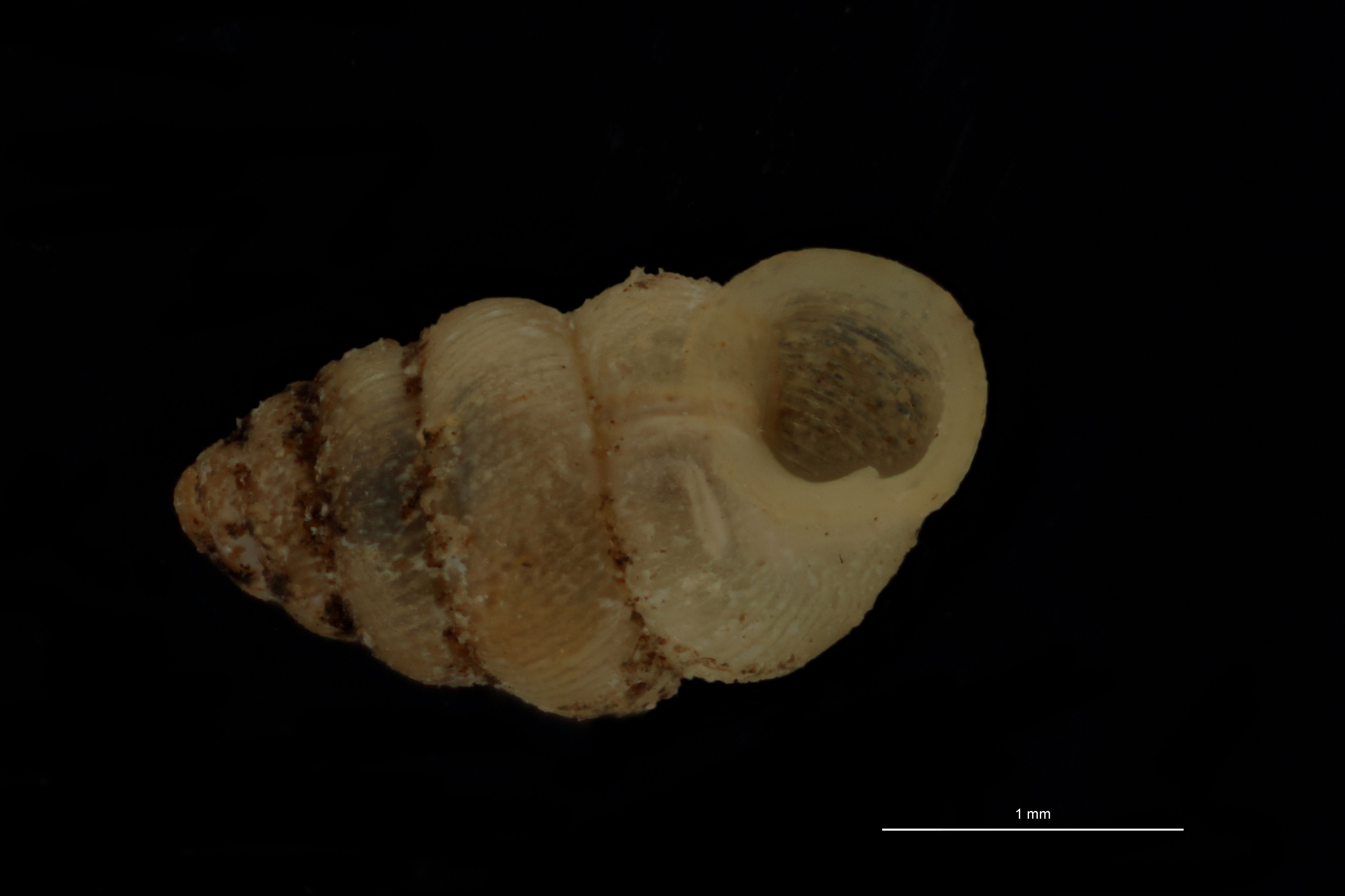 BE-RBINS-INV PARATYPE MT 1068 Diplommatina (Sinica) gotoensis FONTAL.jpg