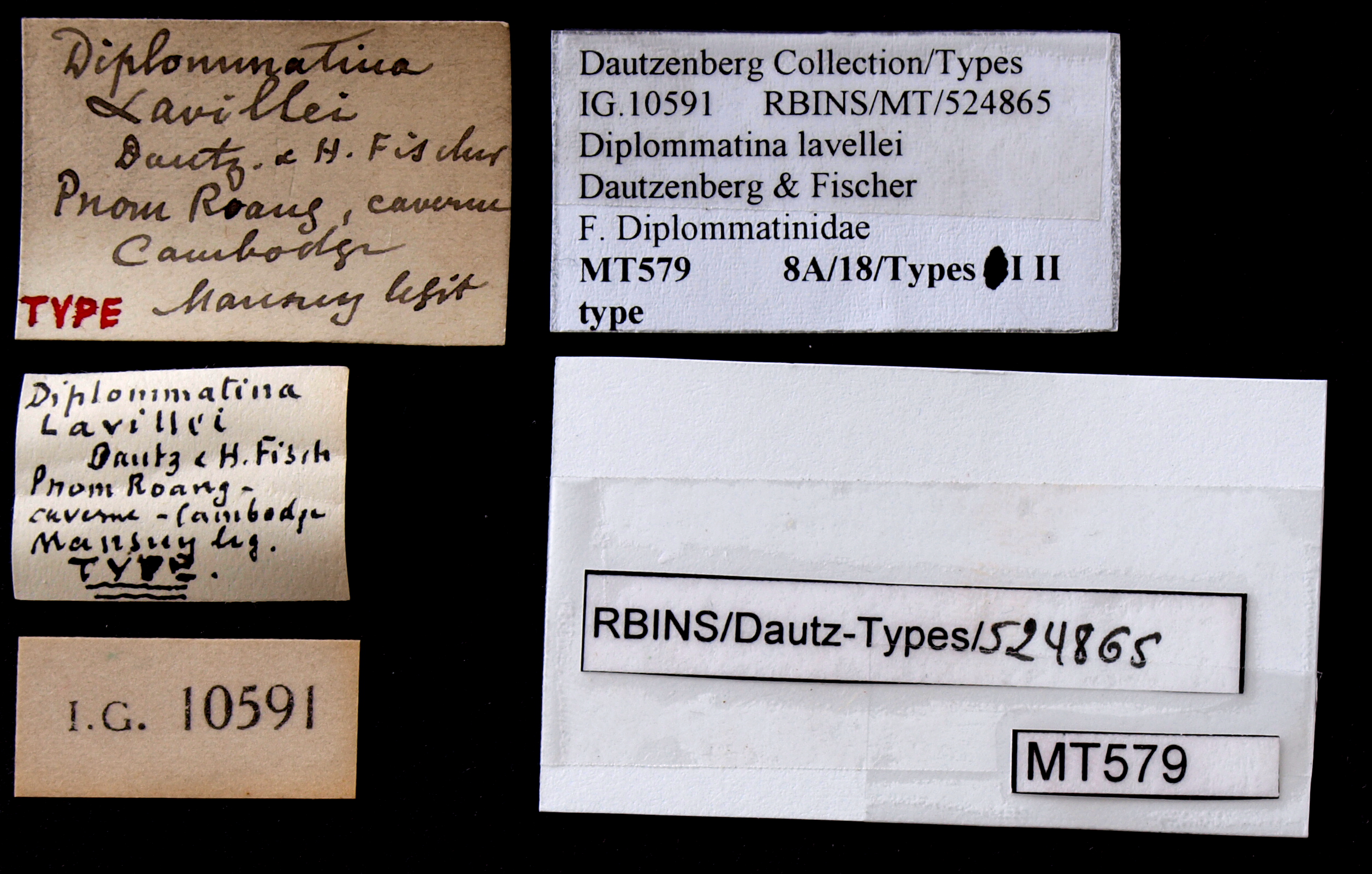 BE-RBINS-INV TYPE MT 579 Diplommatina lavillei LABELS.jpg