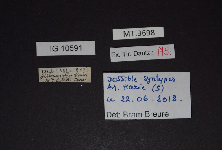 BE-RBINS-INV SYNTYPE MT.3698 Diplommatina mariei LABELS.jpg