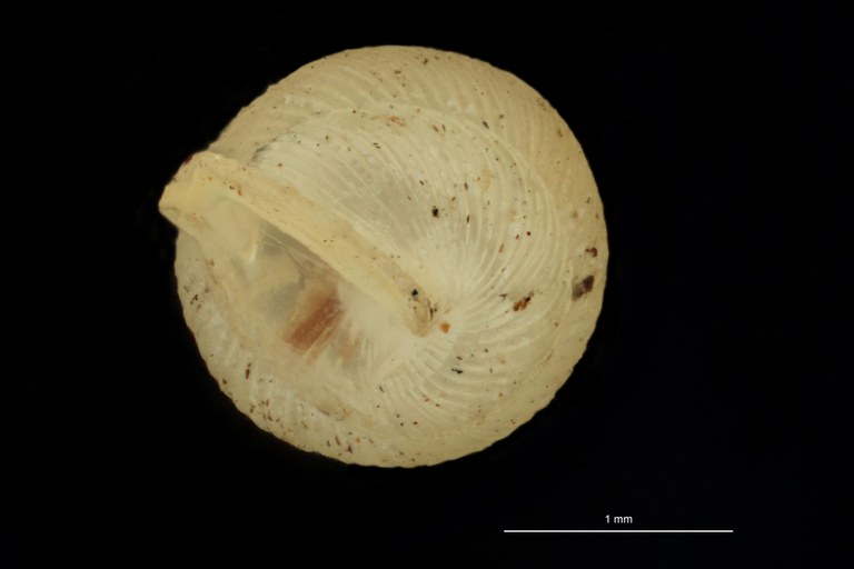 BE-RBINS-INV PARATYPE MT 1040 Diplommatina (Sinica) auriculata BUCAL.jpg