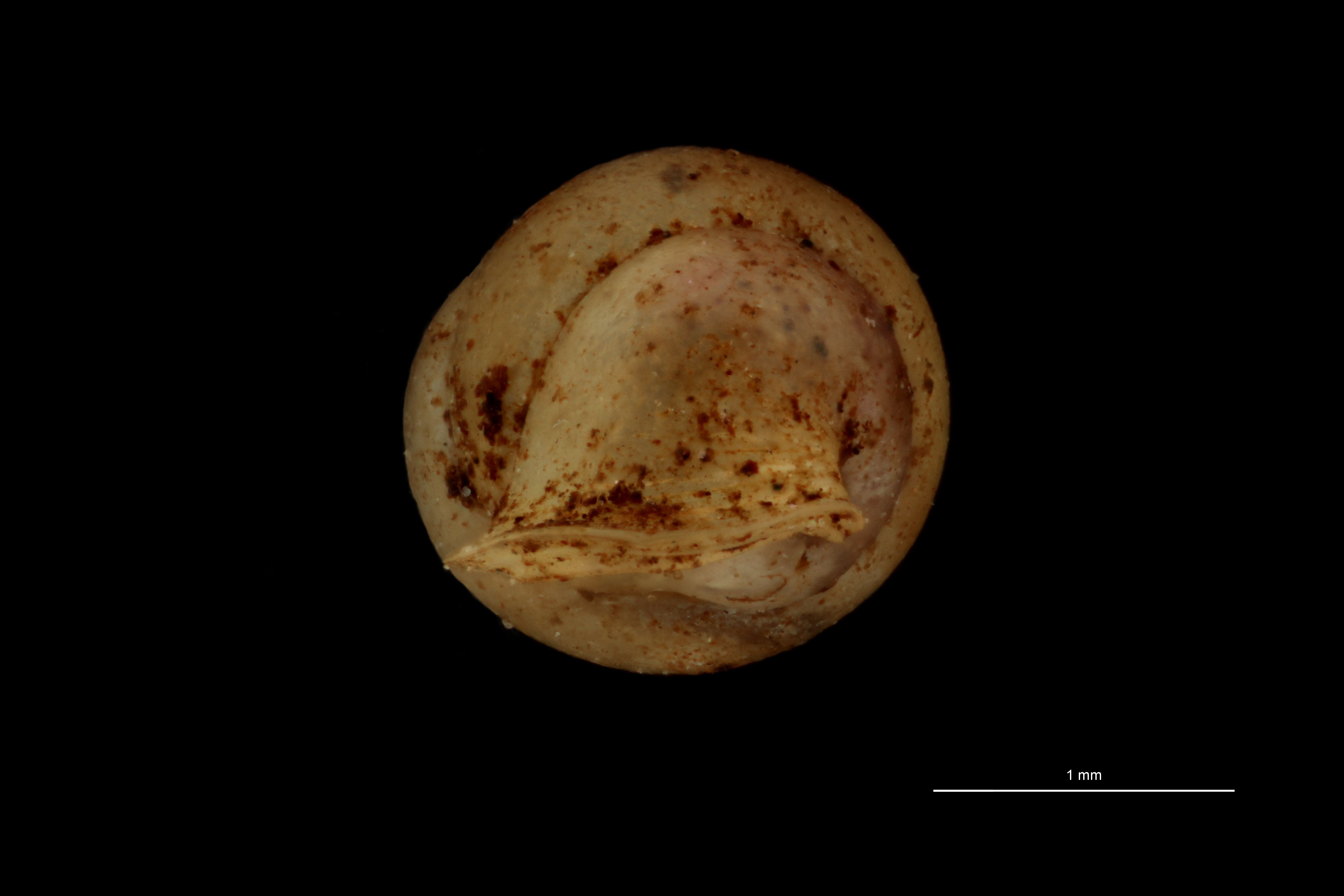 BE-RBINS-INV PARATYPE MT.1062/1 Diplommatina (Sinica) var. canalifera BUCAL.jpg