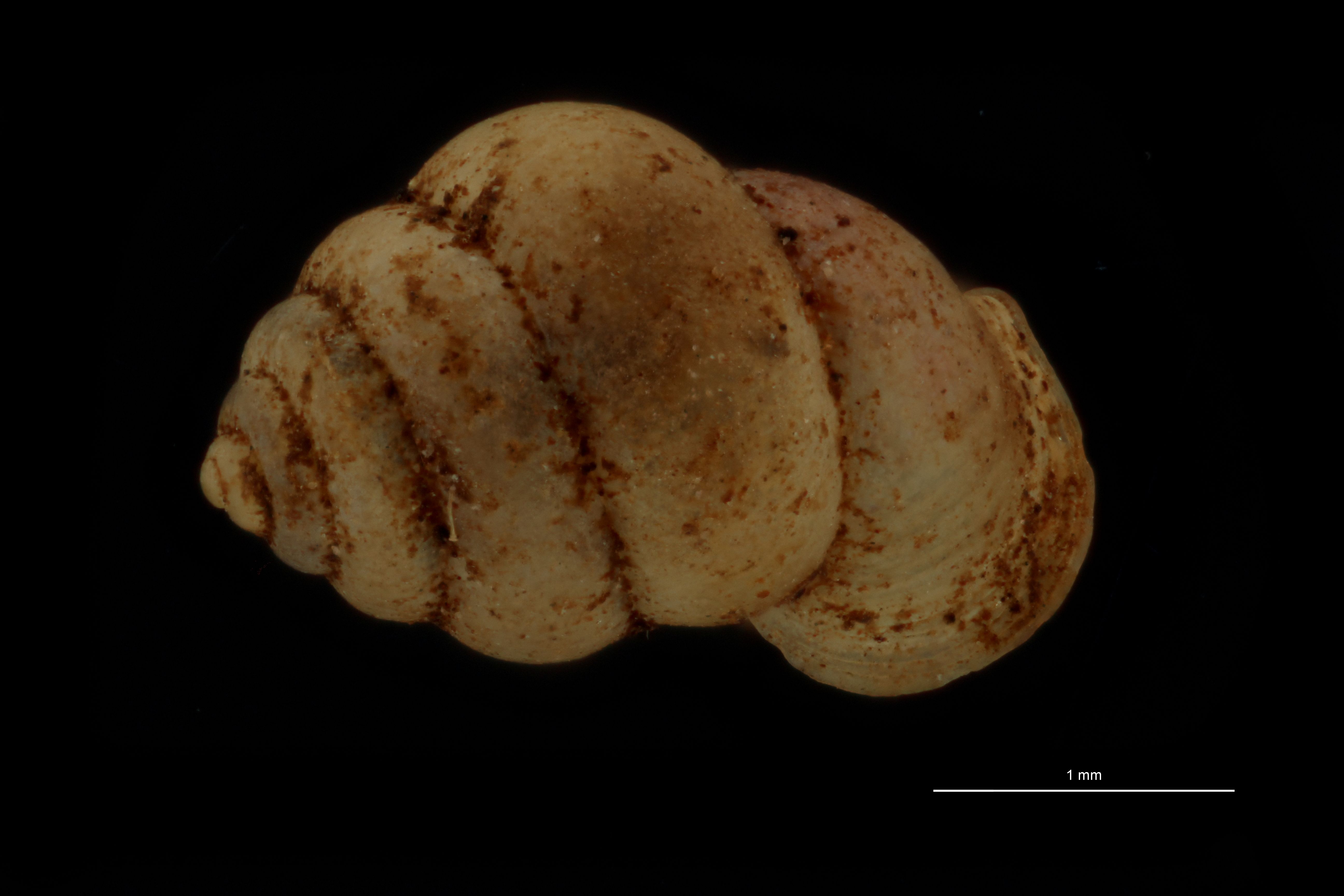 BE-RBINS-INV PARATYPE MT.1062/1 Diplommatina (Sinica) var. canalifera DORSAL.jpg