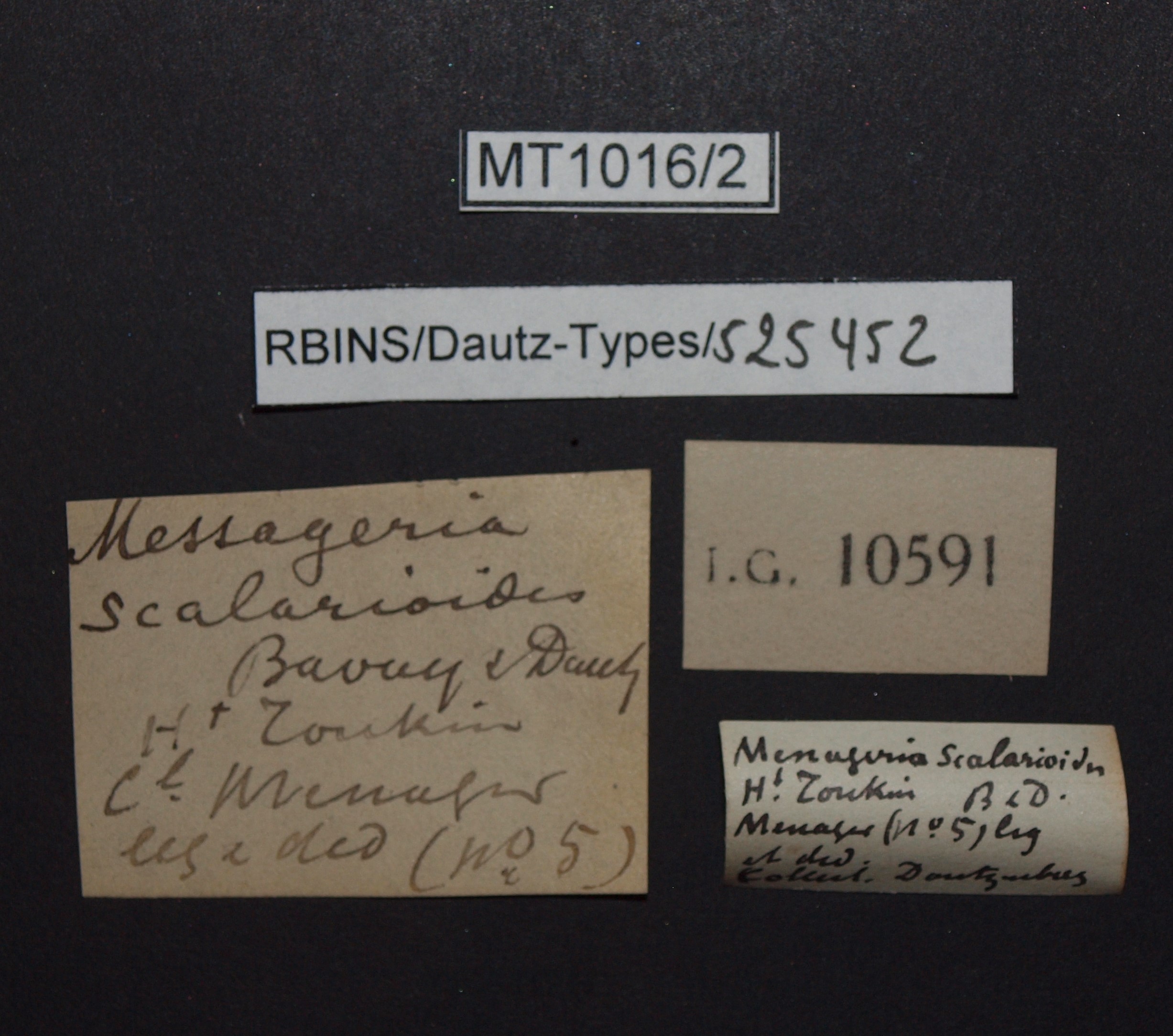 BE-RBINS-INV PARATYPE MT.1016/2 Helicomorpha (Messageria) scalarioides LABELS.jpg