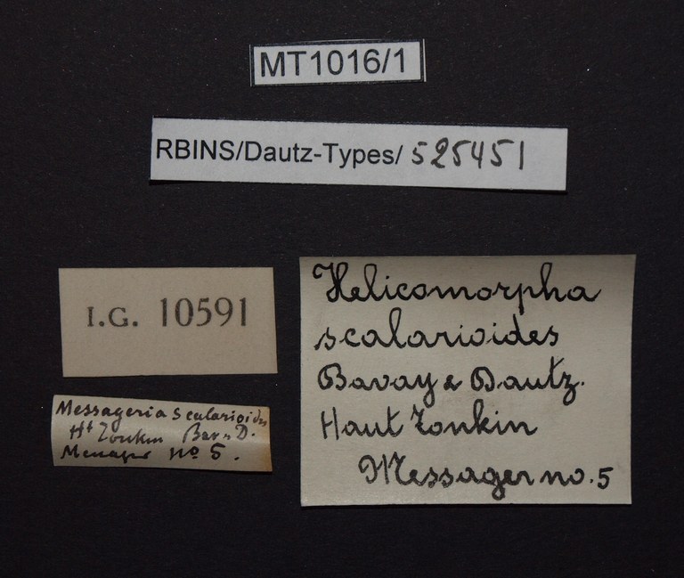 BE-RBINS-INV PARATYPE MT.1016/1 Helicomorpha (Messageria) scalarioides LABELS.jpg