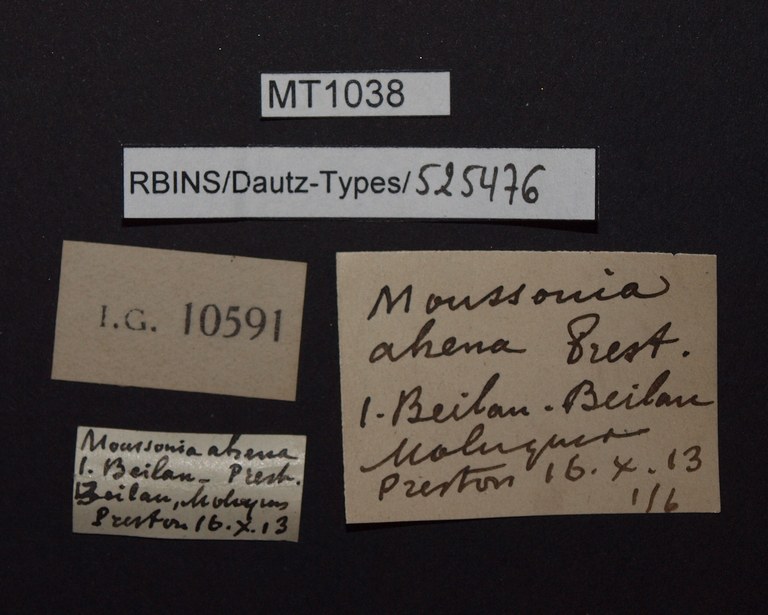 BE-RBINS-INV PARATYPE MT 1038 Moussonia ahena LABELS.jpg