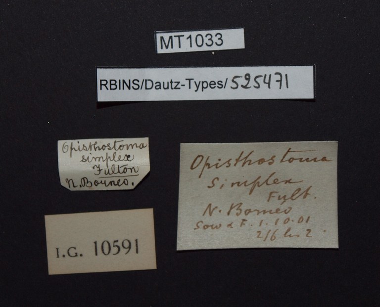 BE-RBINS-INV PARATYPE MT 1033 Opisthostoma (Plectostoma) simplex LABELS.jpg