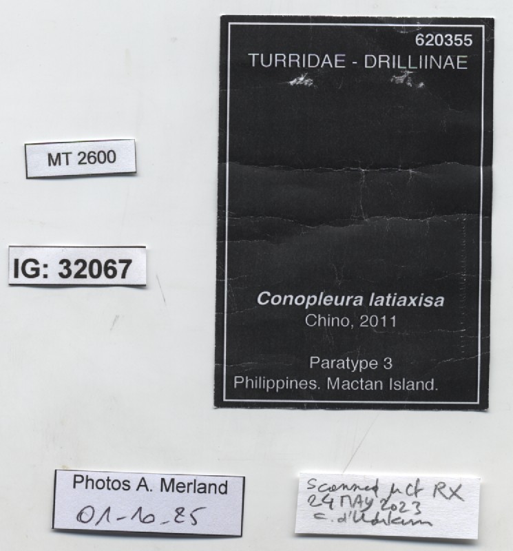 BE-RBINS-INV-MT-2600-Conopleura-latiaxisa-pt-label.jpg