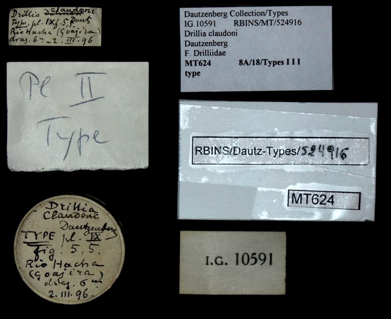 BE-RBINS-INV TYPE MT 624 Drillia claudoni LABELS.jpg