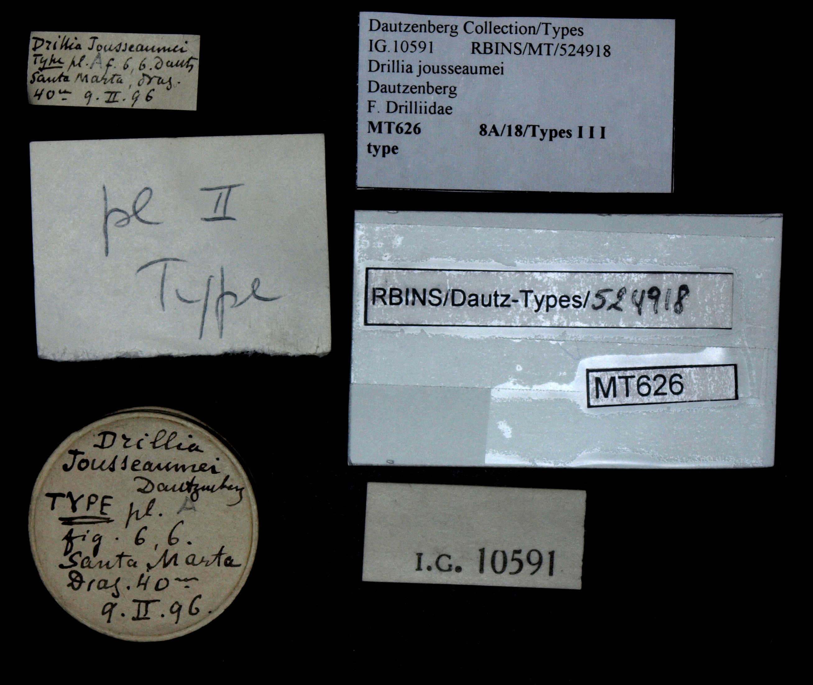 BE-RBINS-INV TYPE MT 626 Drillia jousseaumei LABELS.jpg