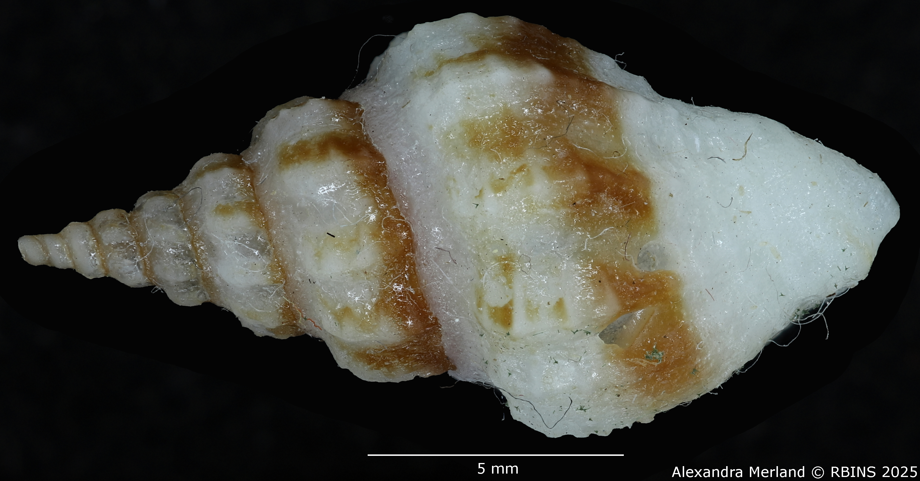 BE-RBINS-INV-MT-2297-Drillia katiae-ht-D.jpg