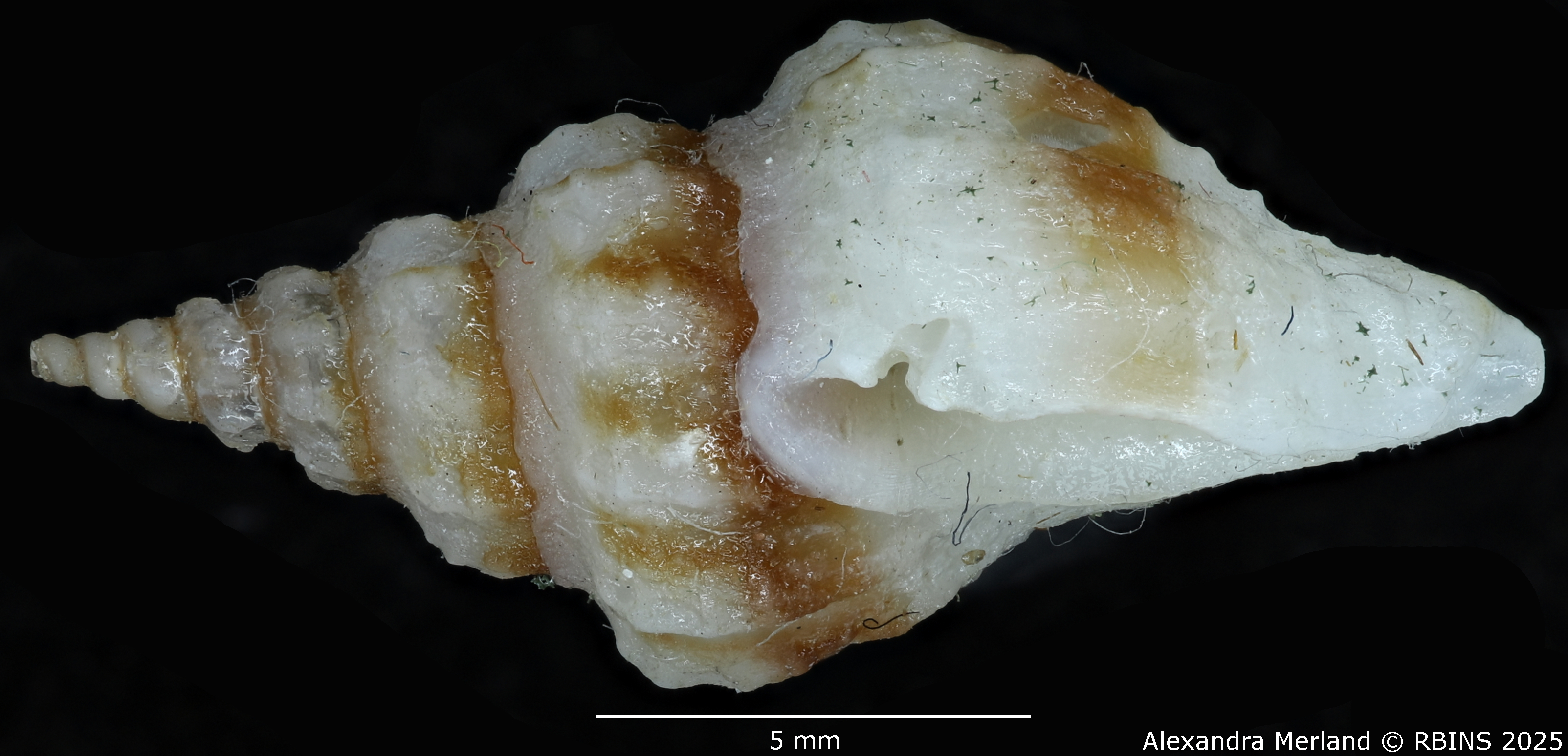 BE-RBINS-INV-MT-2297-Drillia katiae-ht-L.jpg