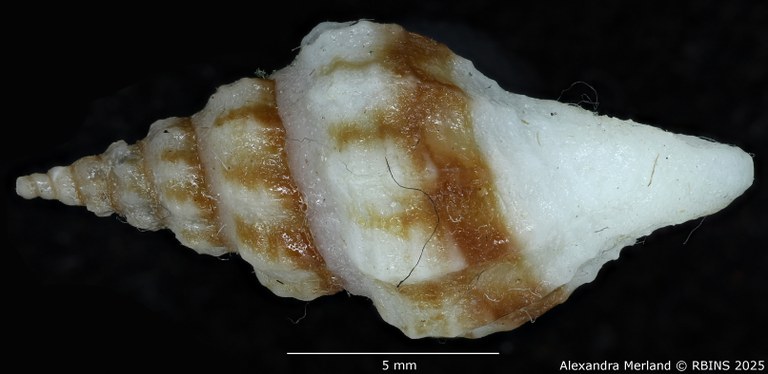 BE-RBINS-INV-MT-2297-Drillia katiae-ht-L2.jpg