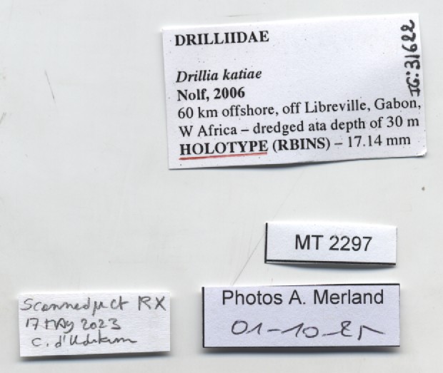 BE-RBINS-INV-MT-2297-Drillia katiae-ht-label.jpg