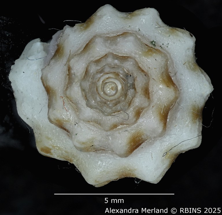 BE-RBINS-INV-MT-2297-Drillia katiae-ht-Top.jpg