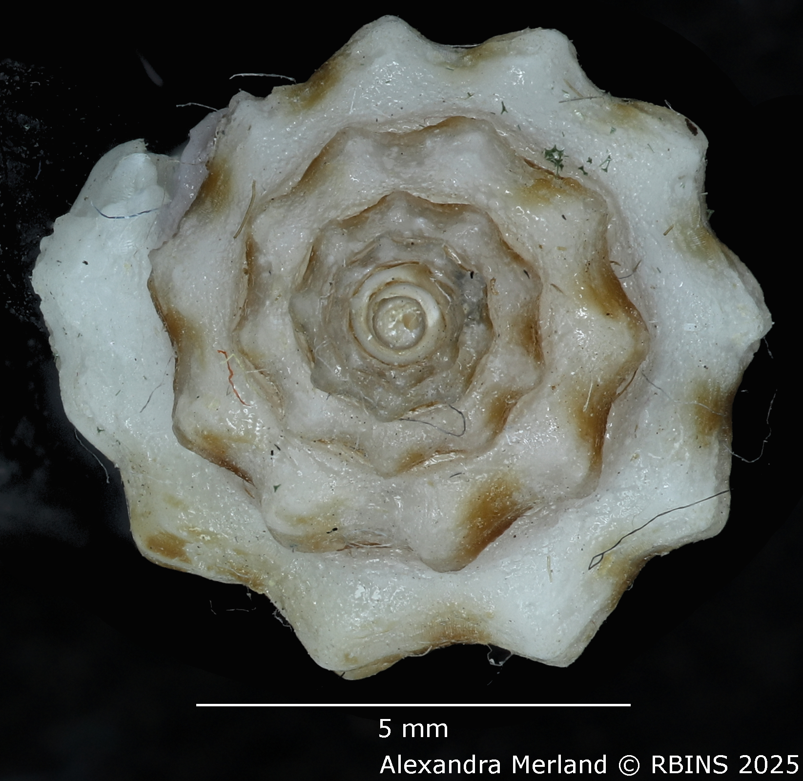 BE-RBINS-INV-MT-2297-Drillia katiae-ht-Top.jpg