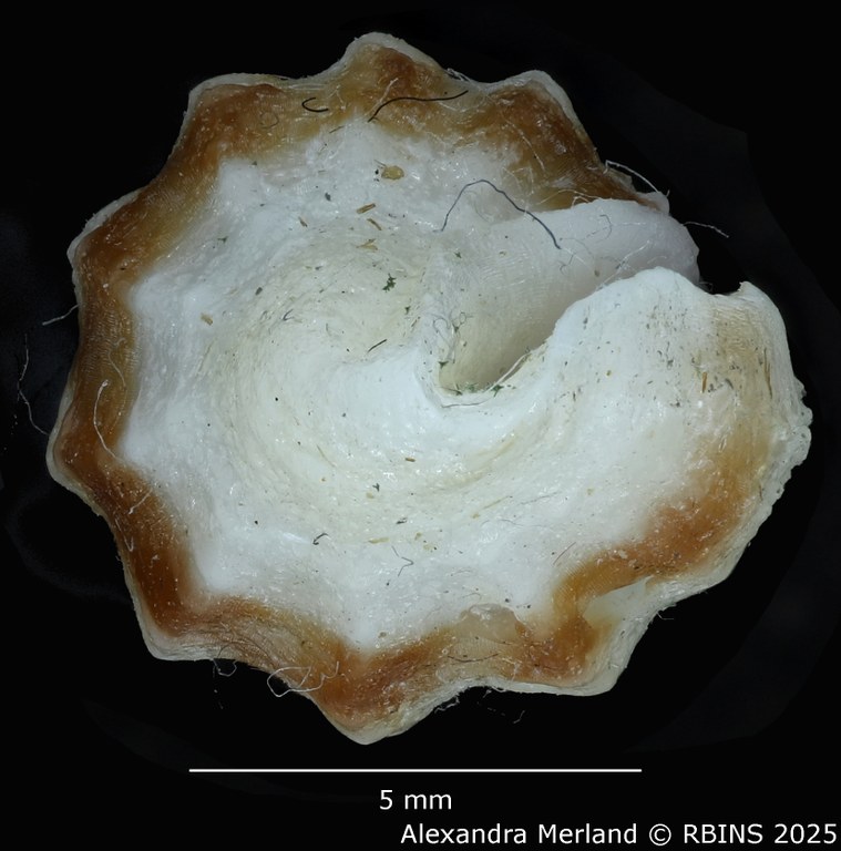 BE-RBINS-INV-MT-2297-Drillia katiae-ht-Top2.jpg