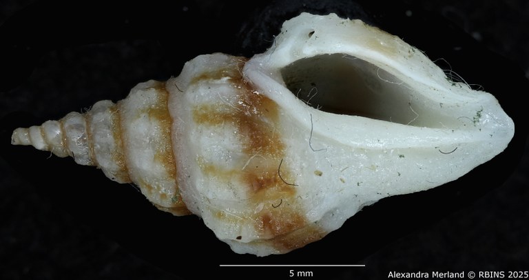 BE-RBINS-INV-MT-2297-Drillia katiae-ht-V.jpg