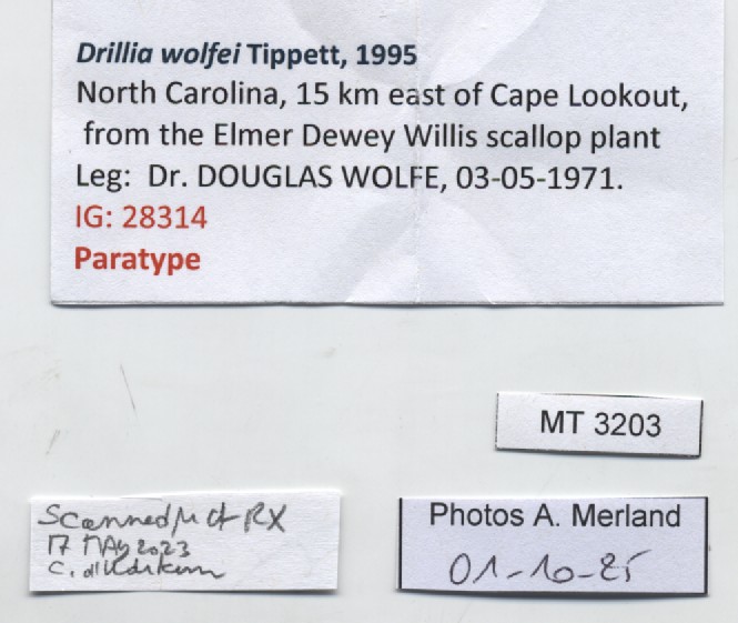 BE-RBINS-INV-MT-3203-Drillia-wolfei-pt-label.jpg