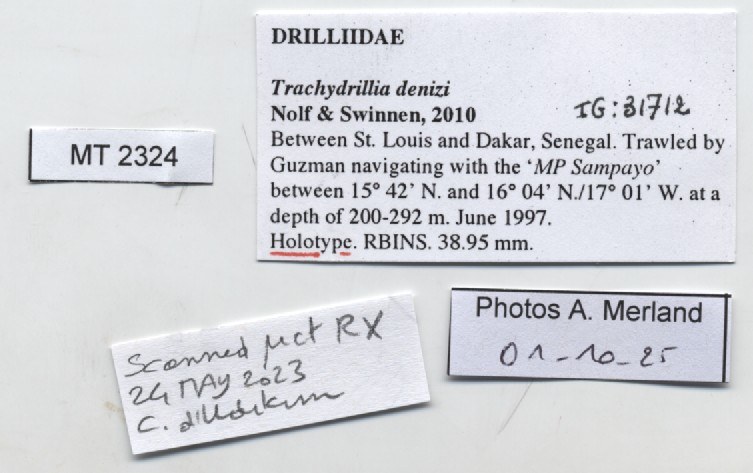 BE-RBINS-INV-MT-2324-Trachydrilli-denizi-ht-label.jpg