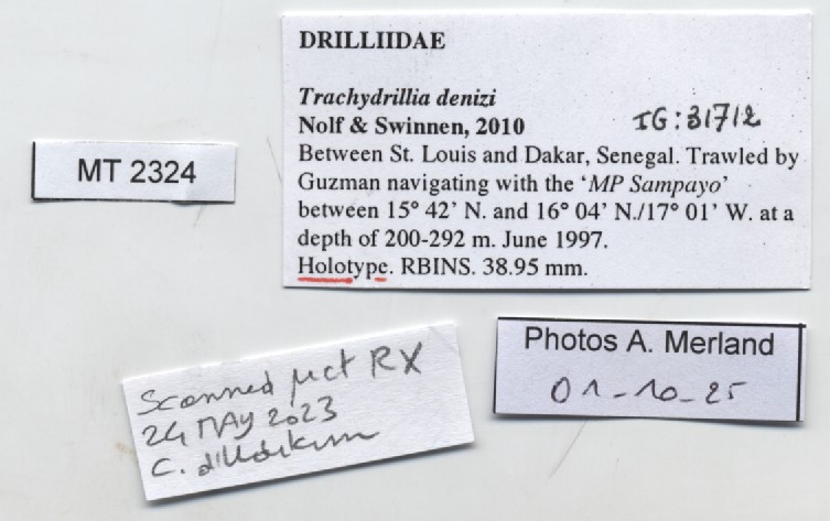 BE-RBINS-INV-MT-2324-Trachydrilli-denizi-ht-label.jpg