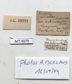 BE-RBINS-INV-MT-4079-Auricula-bicolor-subarmata-st-label.jpg BE-RBINS-INV-MT-4079-Auricula-bicolor-subarmata-st-label.jpg