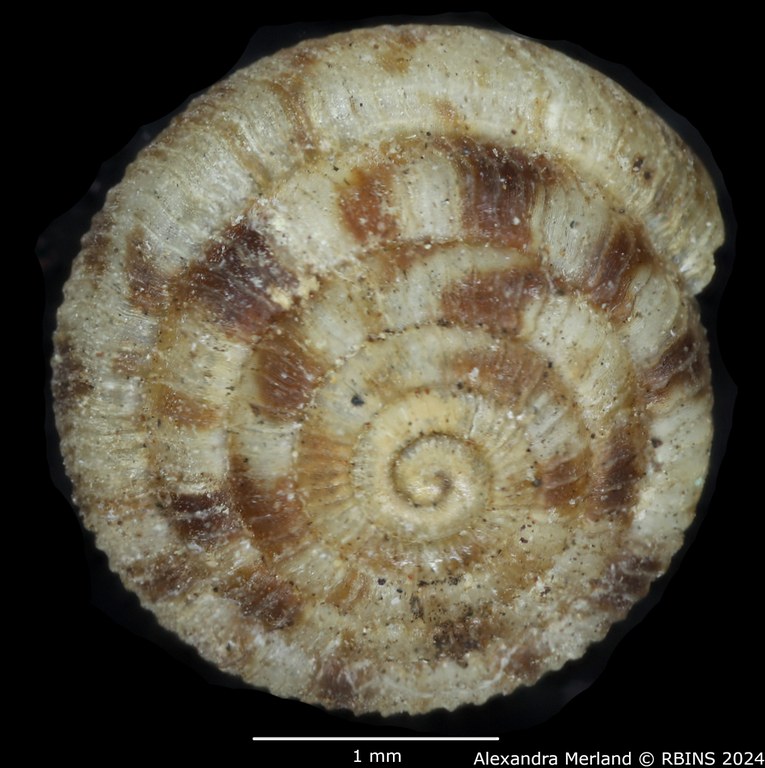 BE-RBINS-INV-MT-3379-Thaumatodon-sexlamellata-type-D.jpg BE-RBINS-INV-MT-3379-Thaumatodon-sexlamellata-type-D.jpg