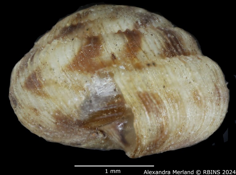 BE-RBINS-INV-MT-3379-Thaumatodon-sexlamellata-type-L.jpg