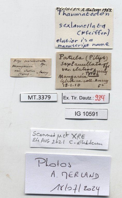 BE-RBINS-INV-MT-3379-Thaumatodon-sexlamellata-type-label.jpg BE-RBINS-INV-MT-3379-Thaumatodon-sexlamellata-type-label.jpg