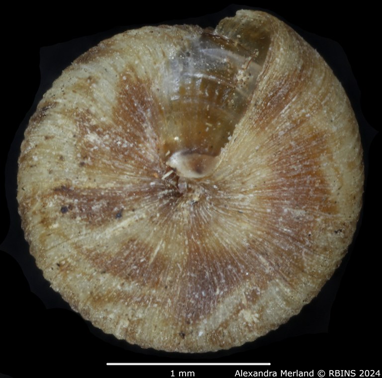 BE-RBINS-INV-MT-3379-Thaumatodon-sexlamellata-type-V.jpg