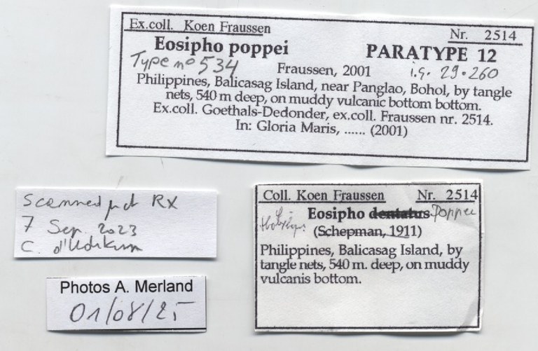 BE-RBINS-INV-MT-534-Eosipho-poppei-pt-label.jpg BE-RBINS-INV-MT-534-Eosipho-poppei-pt-label.jpg