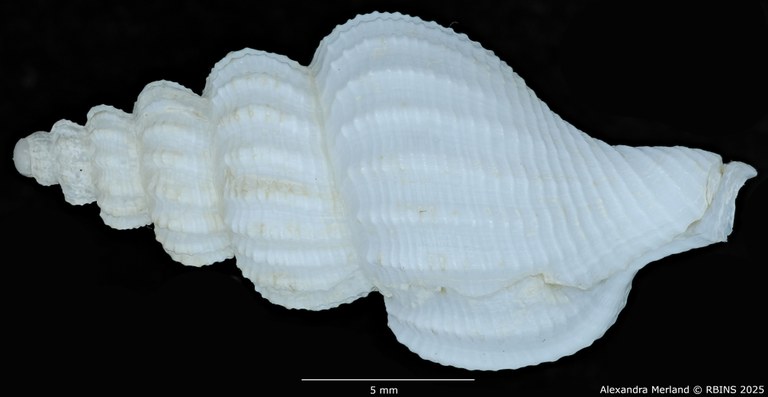 BE-RBINS-INV-MT-549-Manaria-callophorella-pt-D.jpg BE-RBINS-INV-MT-549-Manaria-callophorella-pt-D.jpg