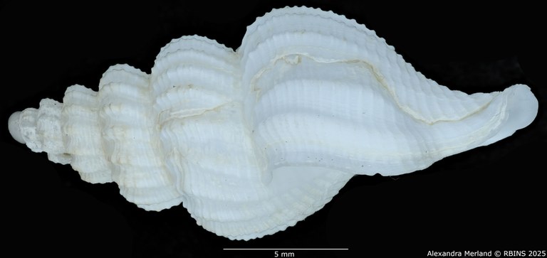BE-RBINS-INV-MT-549-Manaria-callophorella-pt-L.jpg BE-RBINS-INV-MT-549-Manaria-callophorella-pt-L.jpg