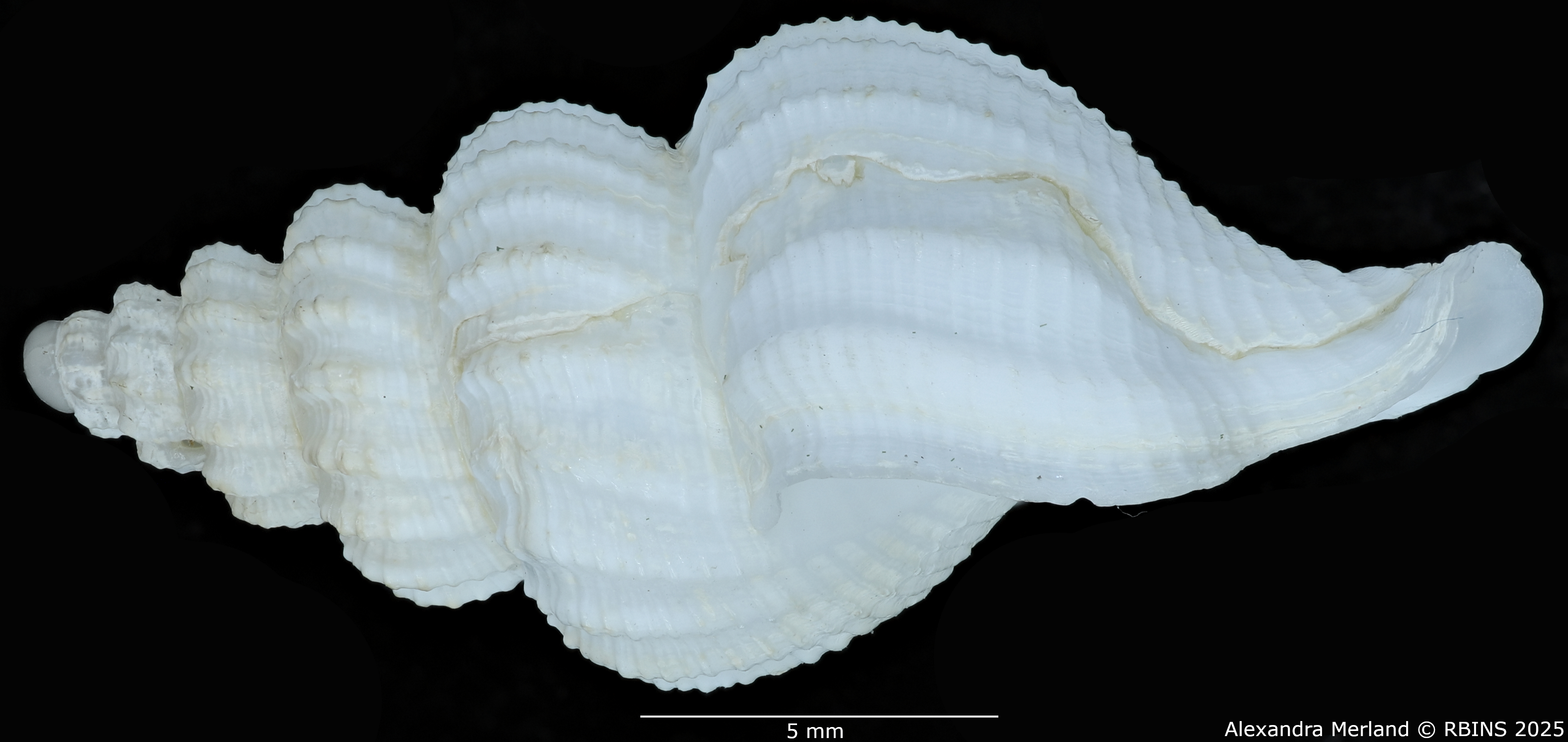 BE-RBINS-INV-MT-549-Manaria-callophorella-pt-L.jpg