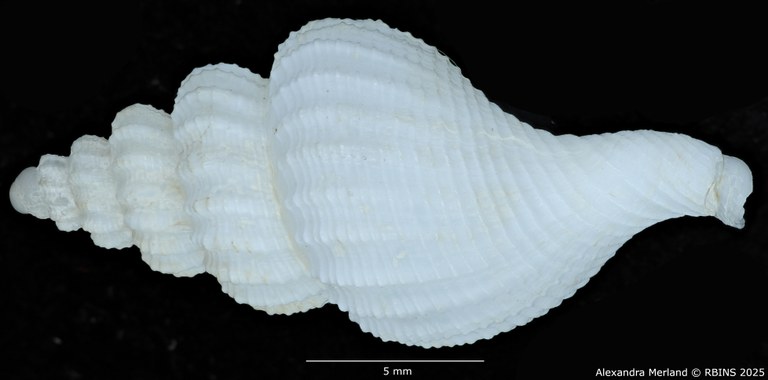 BE-RBINS-INV-MT-549-Manaria-callophorella-pt-L2.jpg BE-RBINS-INV-MT-549-Manaria-callophorella-pt-L2.jpg