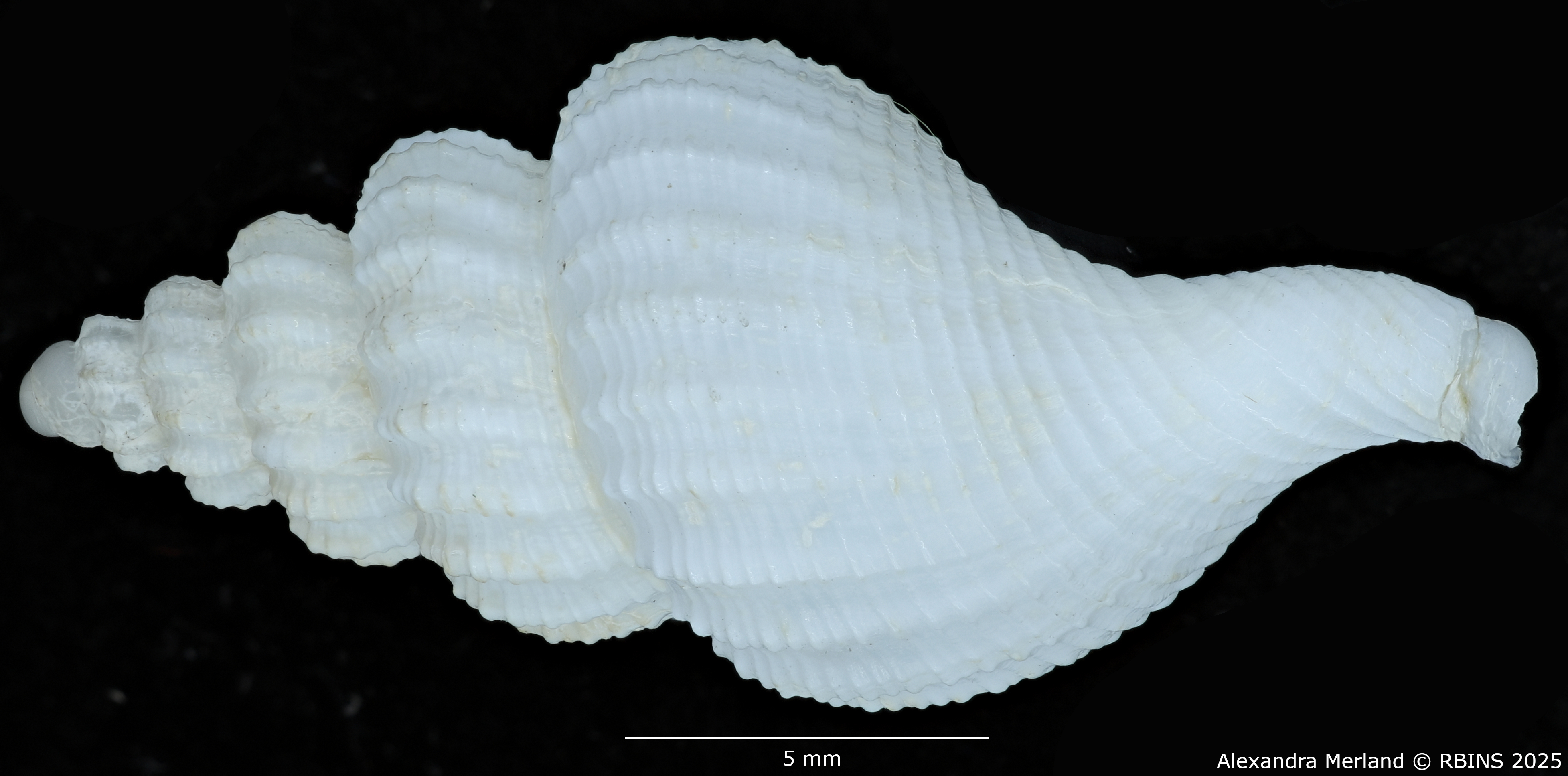 BE-RBINS-INV-MT-549-Manaria-callophorella-pt-L2.jpg