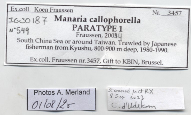 BE-RBINS-INV-MT-549-Manaria-callophorella-pt-label.jpg BE-RBINS-INV-MT-549-Manaria-callophorella-pt-label.jpg