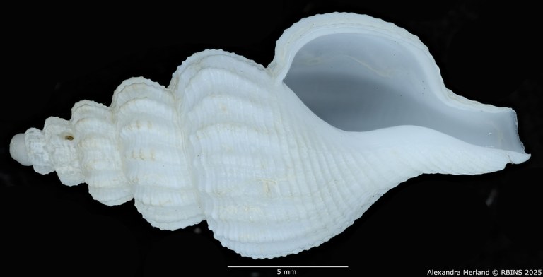 BE-RBINS-INV-MT-549-Manaria-callophorella-pt-V.jpg BE-RBINS-INV-MT-549-Manaria-callophorella-pt-V.jpg