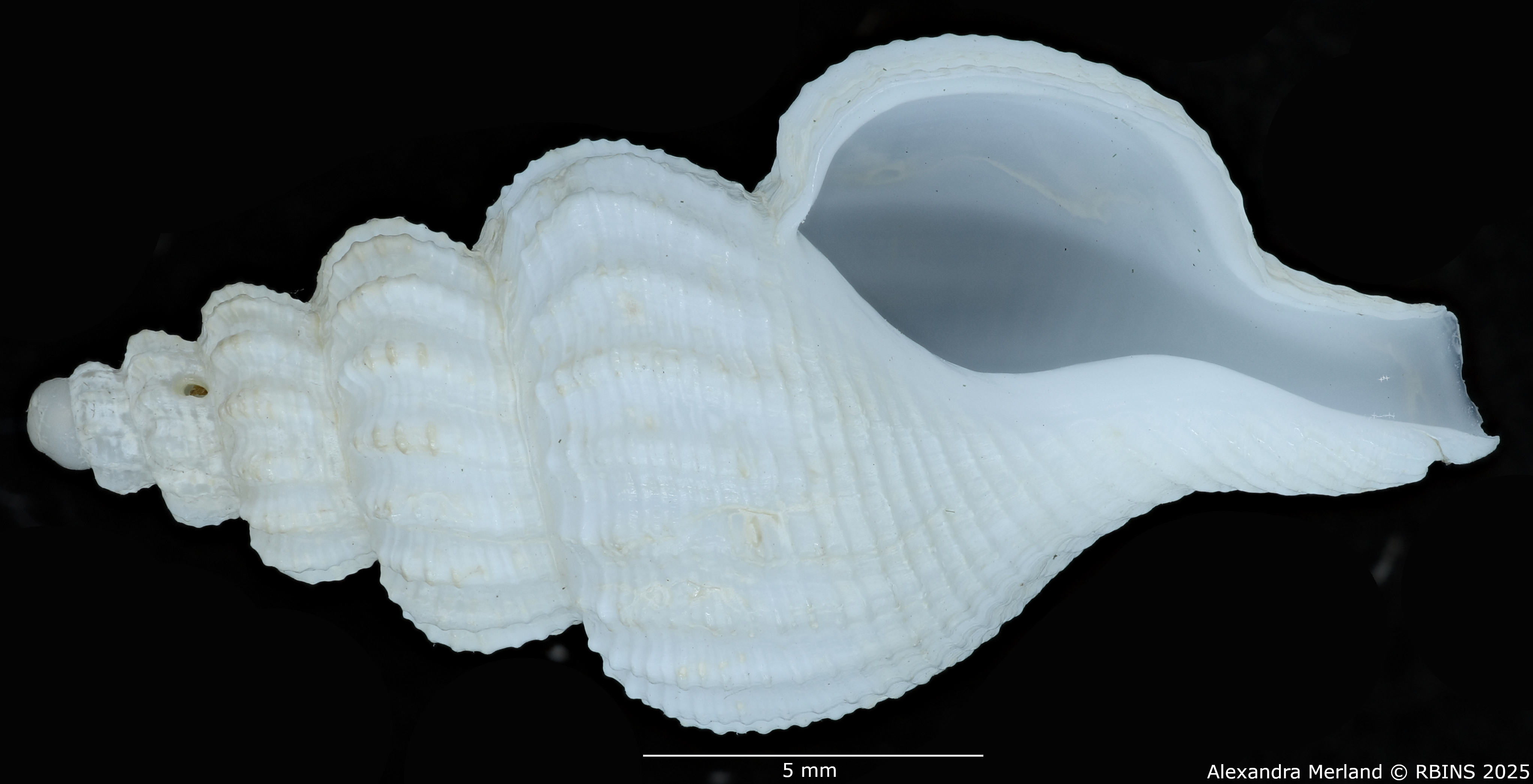 BE-RBINS-INV-MT-549-Manaria-callophorella-pt-V.jpg