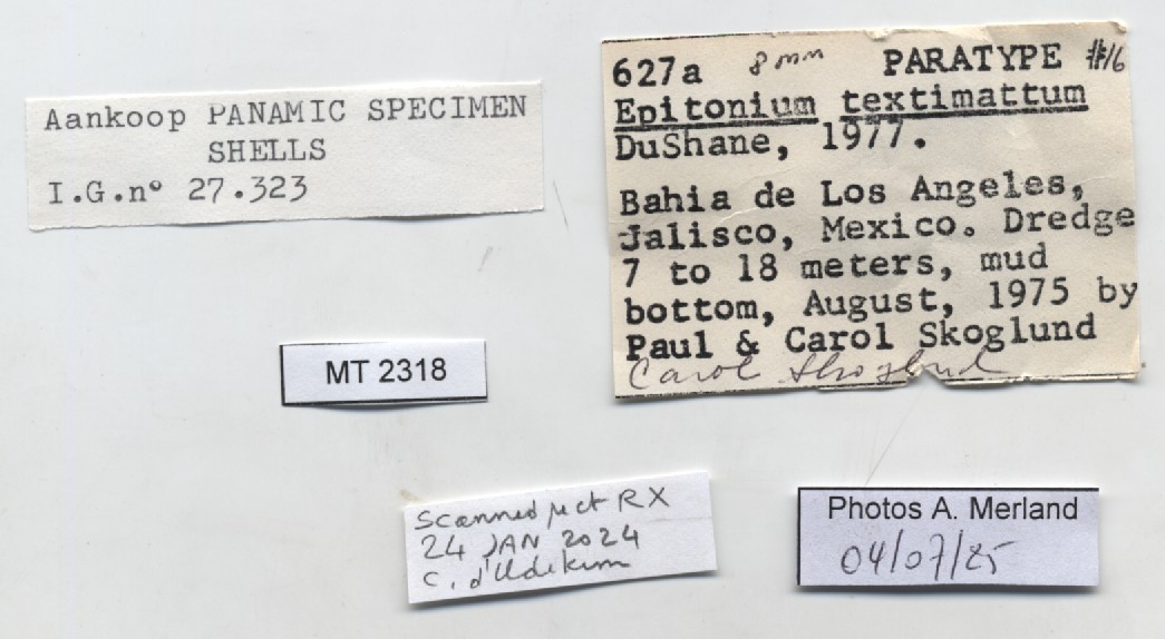 BE-RBINS-INV-MT-2318-Epitonium-(Asperiscala)-textimattum-pt-label.jpg