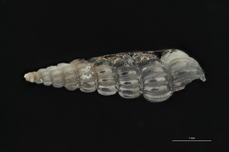 BE-RBINS-INV HOLOTYPE MT 410 Scala fulgens Lateral ZS PMax Scaled.jpg