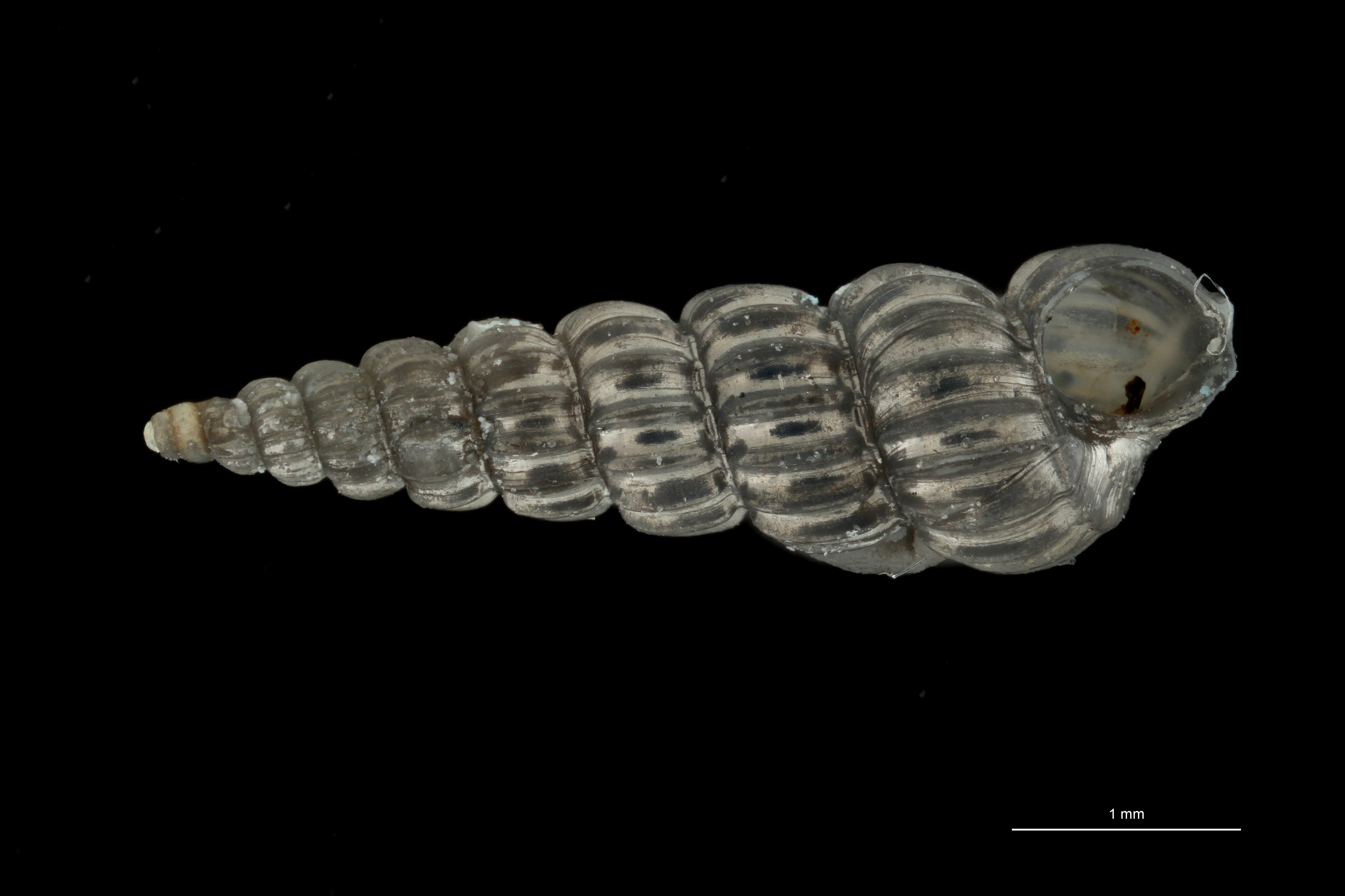BE-RBINS-INV HOLOTYPE MT 410 Scala fulgens VENTRAL ZS PMax Scaled.jpg