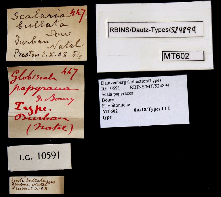 BE-RBINS-INV TYPE MT 602 Scala papyracea LABELS.jpg
