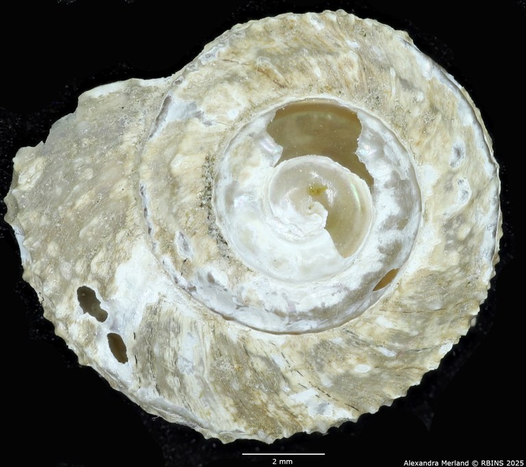BE-RBINS-INV-MT-2308-Calliotropis-ceciliae-pt-D.jpg